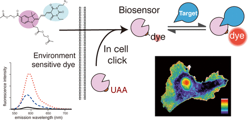 Membrane Permeant Environment Sensitive Dyes Generate Biosensors Within Living Cells Journal Of