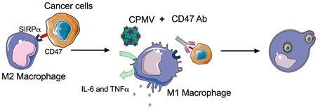 Cd47 Blockade And Cowpea Mosaic Virus Nanoparticle In Situ Vaccination Triggers Phagocytosis And Tumor Killing Advanced Healthcare Materials X Mol