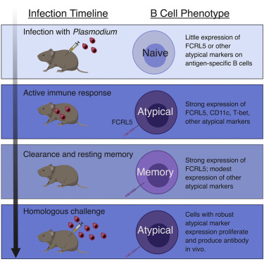 FCRL5 +记忆B细胞表现出强大的召回响应。,Cell Reports - X-MOL