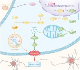 C Ebpb相关信号通路参与甲基苯丙胺诱导的神经元自噬和凋亡 Toxicology Letters X Mol