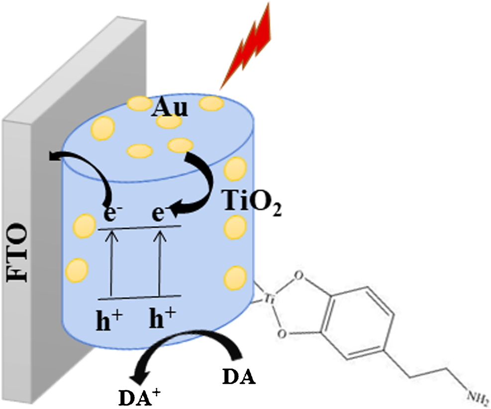 Photoelectrochemical Sensing Of Dopamine Using Gold-TiO2 Nanocomposites ...