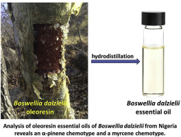 来自西非的boswellia Dalzielii 乳香精油的成分分析揭示了两种主要的化学型 Phytochemistry X Mol