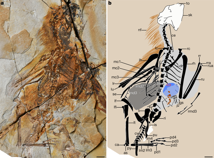 flight evolved independently in vertebrates in the pterosaurs