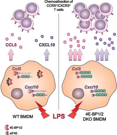 Translational Repression Of Ccl5 And Cxcl10 By 4e Bp1 And 4e Bp2 Restrains The Ability Of Mouse Macrophages To Induce Migration Of Activated T Cells European Journal Of Immunology X Mol