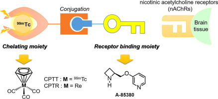 Synthesis And Biological Evaluation Of Tc 99m Cyclopentadienyltricarbonyl Technetium Labeled A An Imaging Probe For Single Photon Emission Computed Tomography Investigation Of Nicotinic Acetylcholine Receptors In The Brain Bioorganic