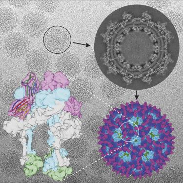 Cryo Em Structure Of Chikungunya Virus In Complex With The Mxra8 Receptor Cell X Mol