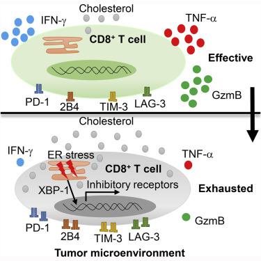 Cholesterol Induces Cd8 T Cell Exhaustion In The Tumor Microenvironment Cell Metabolism X Mol