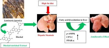 Ameliorative Effect Of Dieckol Enriched Extraction From Laminaria Japonica On Hepatic Steatosis Induced By A High Fat Diet Via B Oxidation Pathway In Icr Mice Journal Of Functional Foods X Mol