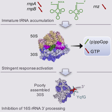 Trna Maturation Defects Lead To Inhibition Of Rrna Processing Via Synthesis Of Pppgpp Molecular Cell X Mol