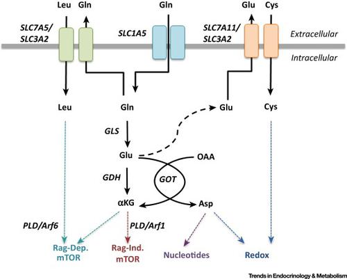 Glutamine As An Essential Amino Acid For Kras Driven Cancer Cells Trends In Endocrinology Metabolism X Mol