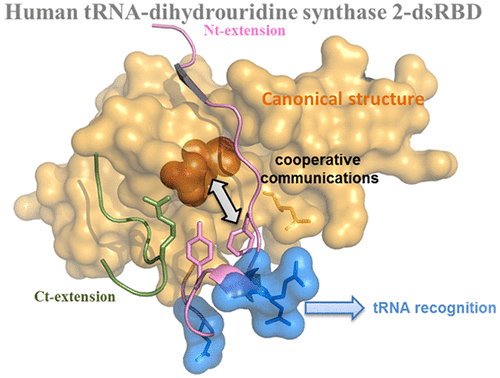 Conformational Stability Adaptation Of A Double Stranded Rna Binding Domain To Transfer Rna Ligand Biochemistry X Mol