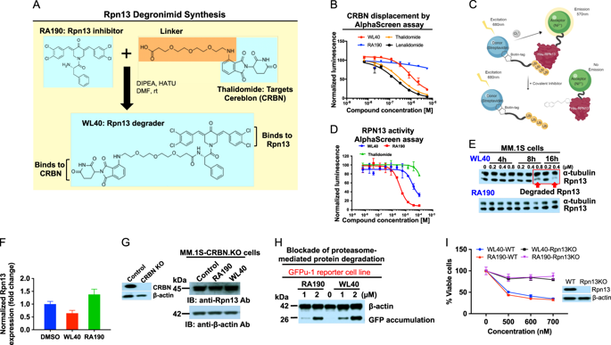 Development And Preclinical Validation Of A Novel Covalent Ubiquitin Receptor Rpn13 Degrader In Multiple Myeloma Leukemia X Mol