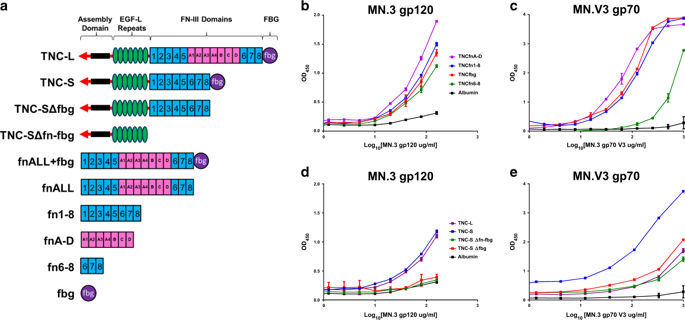 Determinants Of Tenascin C And Hiv 1 Envelope Binding And Neutralization Mucosal Immunology X Mol