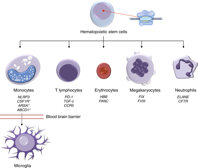 Crispr Cas9 Modified Hematopoietic Stem Cells Present And Future Perspectives For Stem Cell Transplantation Bone Marrow Transplantation X Mol