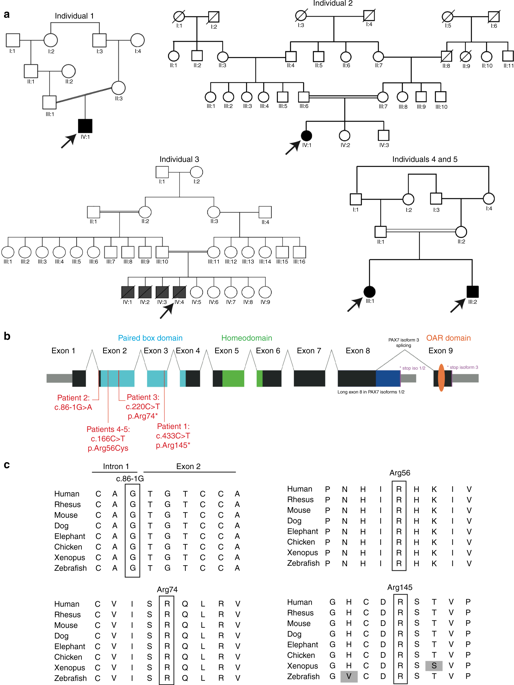 Biallelic Variants In The Transcription Factor Pax7 Are A New Genetic Cause Of Myopathy Genetics In Medicine X Mol