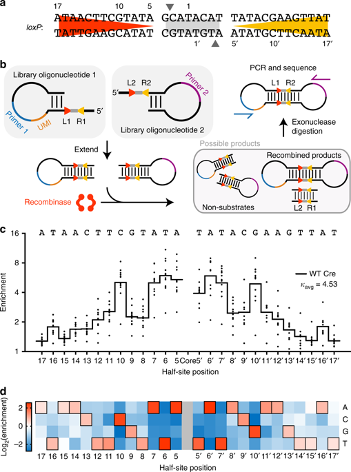 High Resolution Specificity Profiling And Off Target Prediction For Site Specific Dna Recombinases Nature Communications X Mol