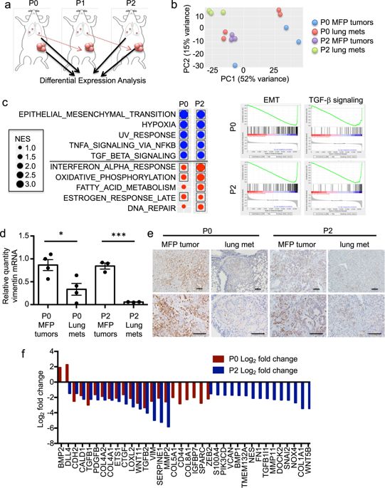 A Functional Genomic Screen In Vivo Identifies Ceacam5 As A Clinically Relevant Driver Of Breast Cancer Metastasis Npj Breast Cancer X Mol