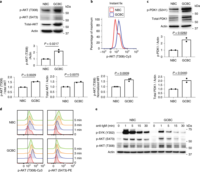 The Akt Kinase Signaling Network Is Rewired By Pten To Control Proximal r Signaling In Germinal Center B Cells Nature Immunology X Mol
