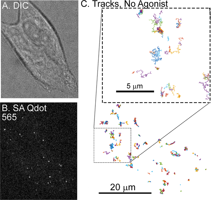 Temporal Dependence Of Shifts In Mu Opioid Receptor Mobility At The Cell Surface After Agonist Binding Observed By Single Particle Tracking Scientific Reports X Mol