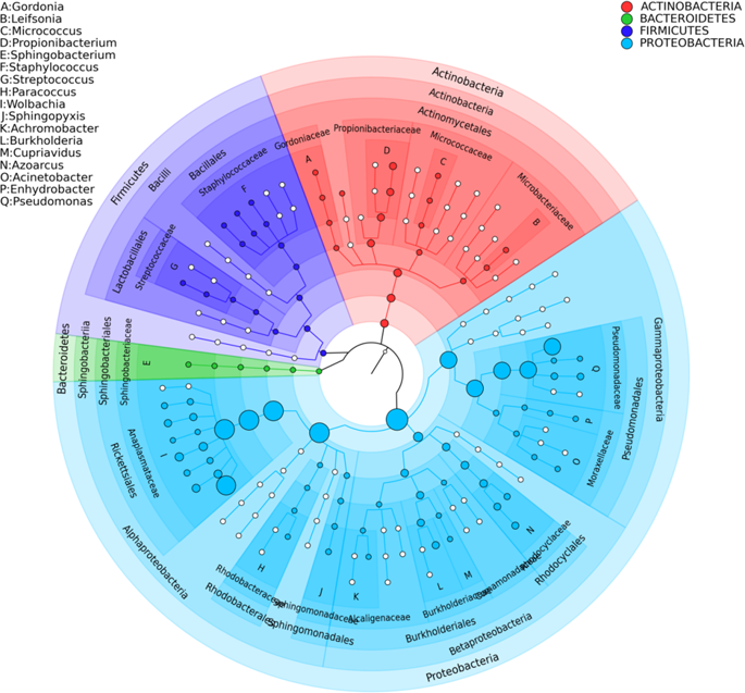 Antimicrobial Activity And Carbohydrate Metabolism In The Bacterial Metagenome Of The Soil Living Invertebrate Folsomia Candida Scientific Reports X Mol