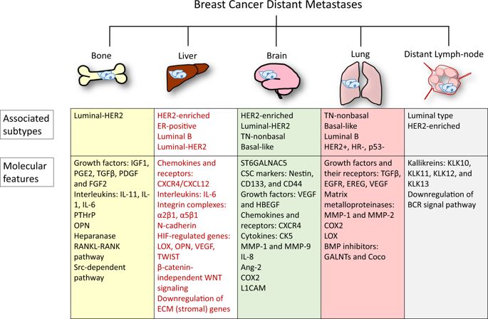 Organotropism New Insights Into Molecular Mechanisms Of Breast Cancer Metastasis Npj Precision Oncology X Mol
