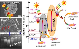 Highly Efficient Visible Light Driven Photocatalytic Inactivation Of E ...