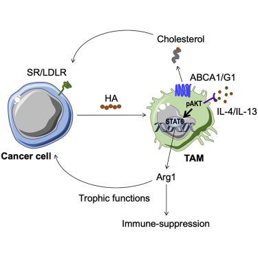 Membrane Cholesterol Efflux Drives Tumor-Associated Macrophage ...