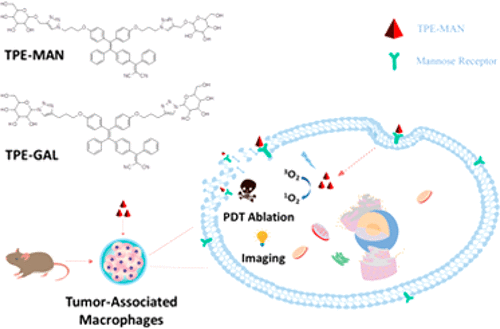 Specific Targeting Imaging And Ablation Of Tumor Associated