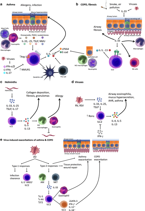 Pulmonary Group 2 Innate Lymphoid Cells Surprises And Challenges