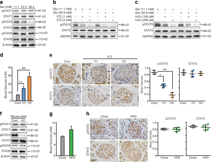 STAT3 dictates βcell apoptosis by modulating PTEN in streptozocin