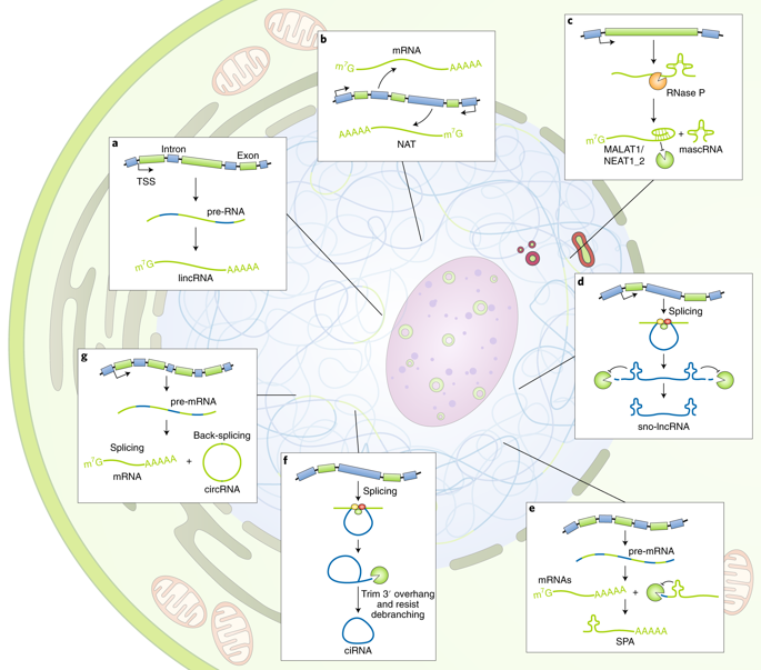 Cellular Functions Of Long Noncoding RNAs.,Nature Cell Biology - X-MOL