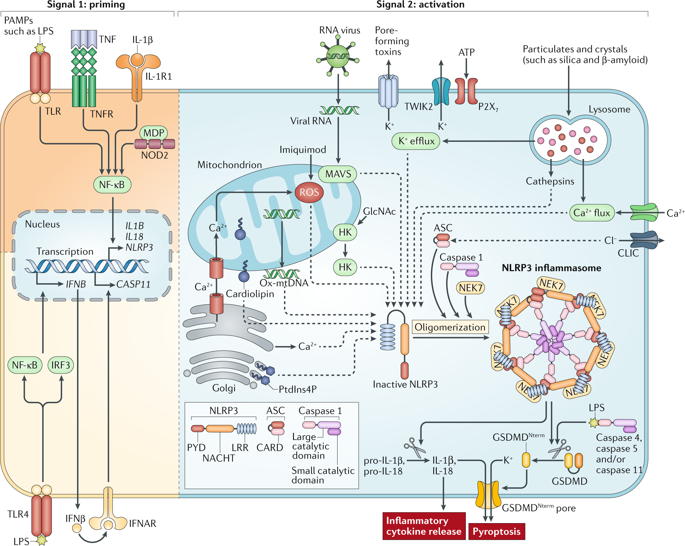 The NLRP3 Inflammasome: Molecular Activation And Regulation To ...