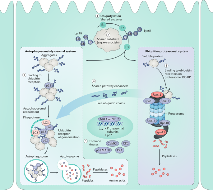 The Ubiquitin-proteasome System In Kidney Physiology And Disease ...