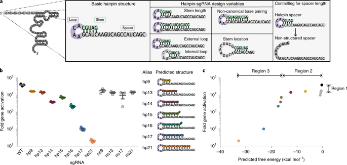 利用工程化的 RNA 二级结构提高 CRISPR 系统的特异性。,Nature Biotechnology - X-MOL