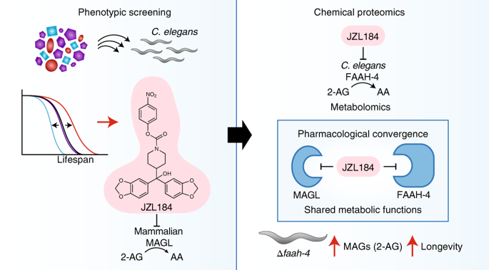 Pharmacological Convergence Reveals A Lipid Pathway That Regulates C ...