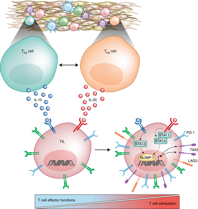 T Reg细胞IL-10和IL-35排出肿瘤中的CD8 + T细胞,Nature Immunology - X-MOL