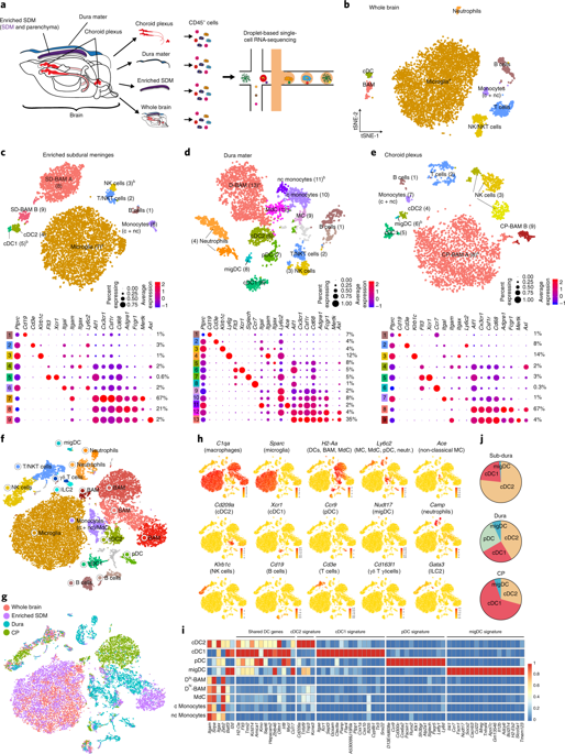 A Single-cell Atlas Of Mouse Brain Macrophages Reveals Unique ...