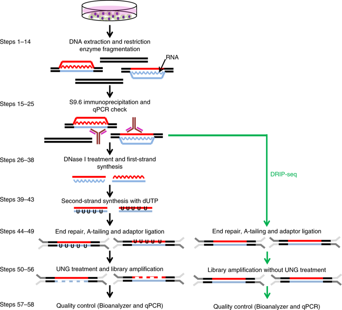 High-resolution, Strand-specific R-loop Mapping Via S9.6-based DNA-RNA Immunoprecipitation And ...