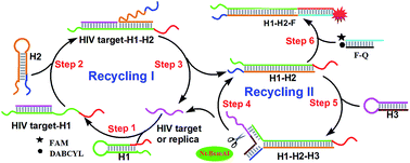 A Rapid Room-temperature DNA Amplification And Detection Strategy Based ...