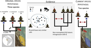 Speciation with introgression: Phylogeography and systematics of