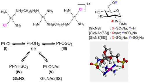 Glycans As Ligands In Bioinorganic Chemistry Probing The Interaction Of A Trinuclear Platinum Anticancer Complex With Defined Monosaccharide Fragments Of Heparan Sulfate Inorganic Chemistry X Mol