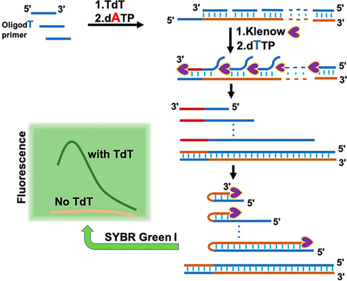 Single Primer Based Multisite Strand Displacement Reaction ...