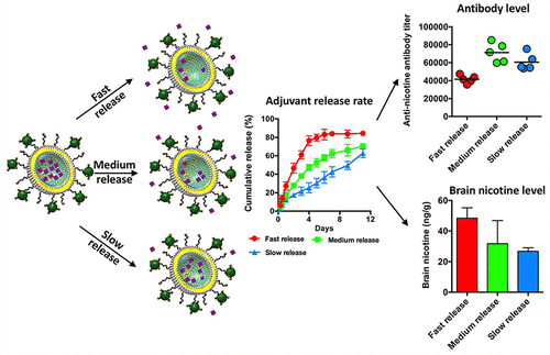 Effect Of Adjuvant Release Rate On The Immunogenicity Of Nanoparticle Based Vaccines A Case