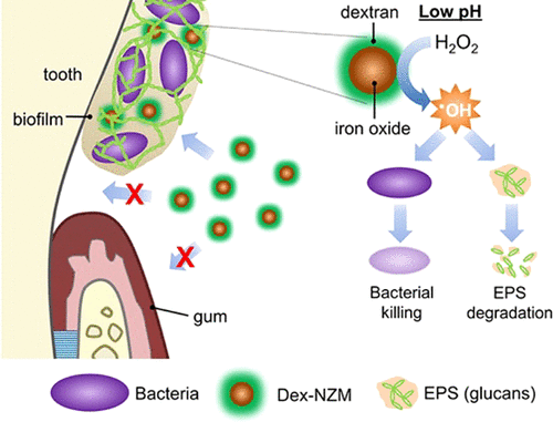 Dextran Coated Iron Oxide Nanoparticles As Biomimetic Catalysts For Localized And Ph Activated Biofilm Disruption Acs Nano X Mol