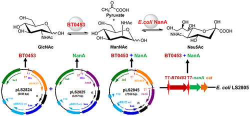 Production Of N Acetyl D Neuraminic Acid By Whole Cells Expressing Bacteroides Thetaiotaomicron N Acetyl D Glucosamine 2 Epimerase And Escherichia Coli N Acetyl D Neuraminic Acid Aldolase Journal Of Agricultural And Food Chemistry X Mol