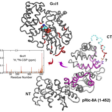 Structure Function And Dynamics Of The Ga Binding Domain Of Ric 8a Structure X Mol