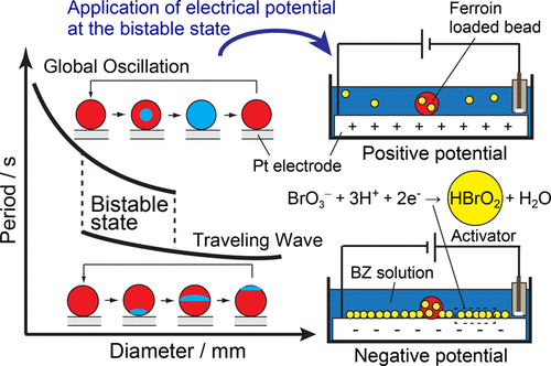 Chemical Wave Propagation In The Belousov–Zhabotinsky Reaction ...