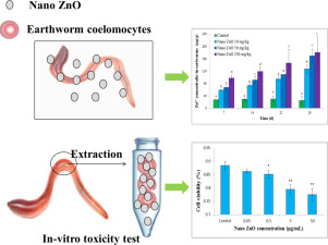 In Vivo And In Vitro Tests To Assess Toxic Mechanisms Of Nano Zno To Earthworms Science Of The Total Environment X Mol