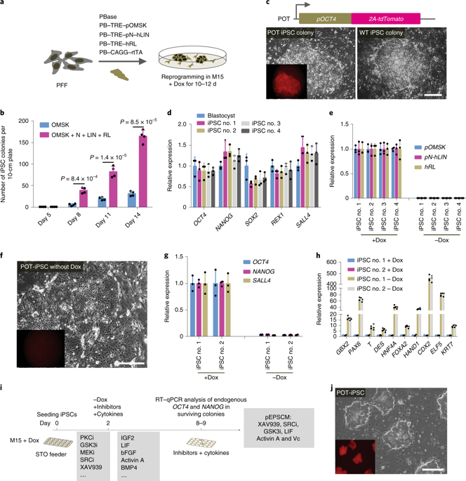 Establishment Of Porcine And Human Expanded Potential Stem Cells ...