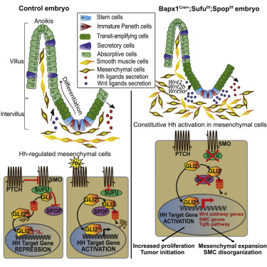 Gli2 Modulated By Sufu And Spop Induces Intestinal Stem Cell Niche Signals In Development And Tumorigenesis Cell Reports X Mol